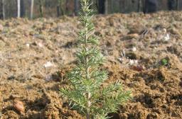 Plant de cèdre - Philippe Van Lerberghe ? CNPF