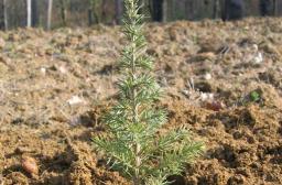 plant de cèdre Ph. Van Lerberghe ? CNPF