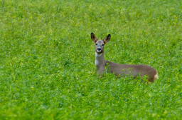 gibier image