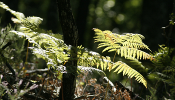 Module 4 - Réussir une plantation malgré la concurrence de la fougère aigle ou de la molinie