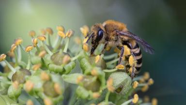 Préserver la biodiversité