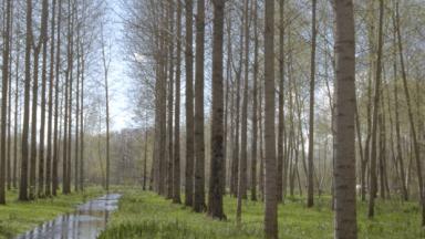 Peupleraie en Marais poitevin - Photo Eric Paillassa ? CNPF