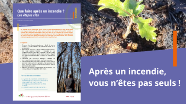 Que faire après un incendie ? Fiche conseil CNPF