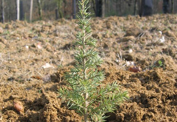 plant de cèdre Ph. Van Lerberghe ? CNPF