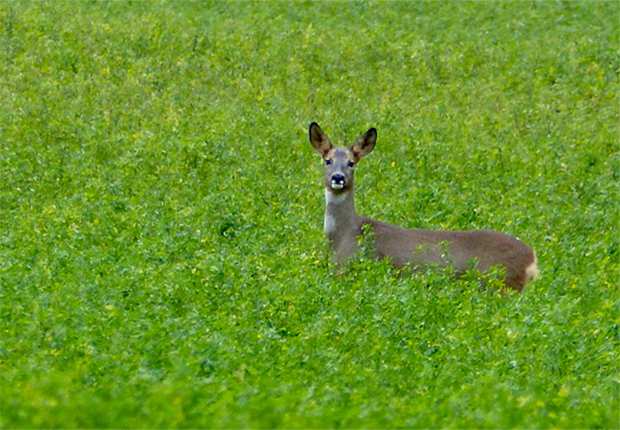 gibier image