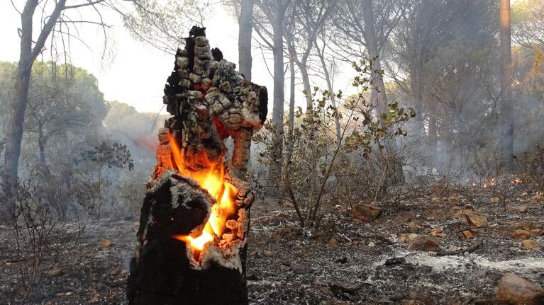 Incendie Gonfaron 2021 - Anthony Cubaye ? CNPF